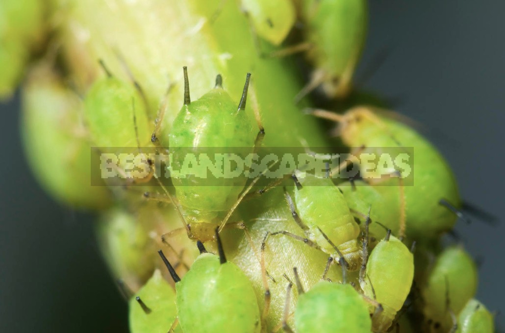 How To Get Rid Of Aphids On Currant (Part 1)
