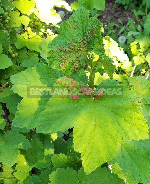 How To Get Rid Of Aphids On Currant (Part 2)