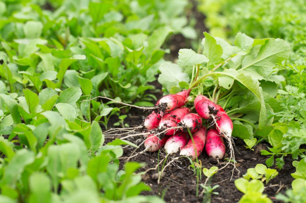 How To Grow Large Radishes: Soil Preparation, Watering And Fertilizing