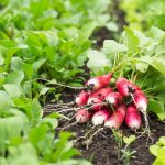 How To Grow Large Radishes: Soil Preparation, Watering And Fertilizing