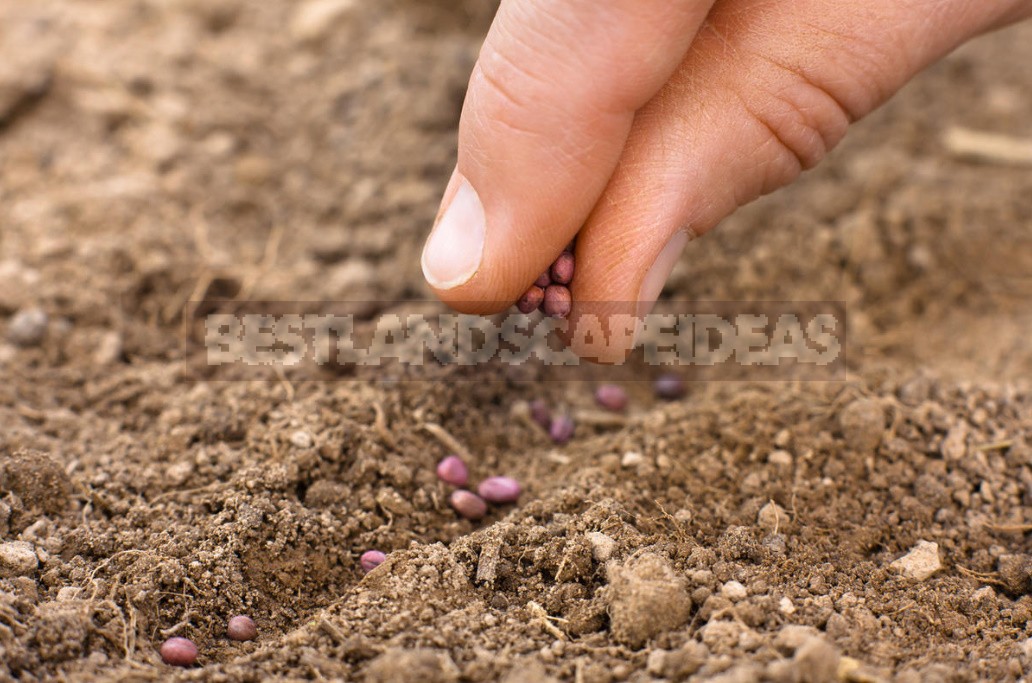 How To Grow Large Radishes: Soil Preparation, Watering And Fertilizing