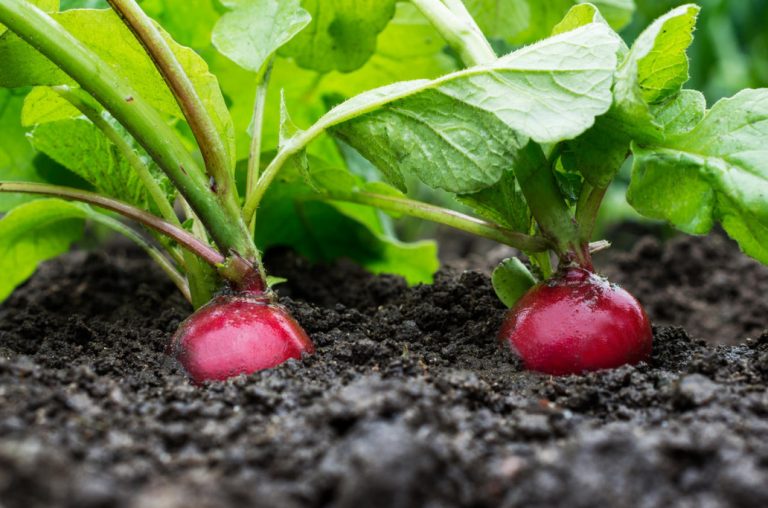How To Grow Large Radishes Soil Preparation, Watering And Fertilizing