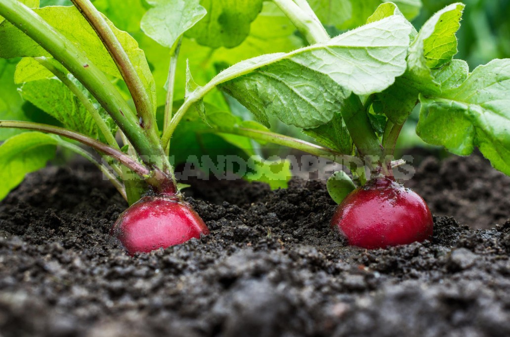 How To Grow Large Radishes: Soil Preparation, Watering And Fertilizing