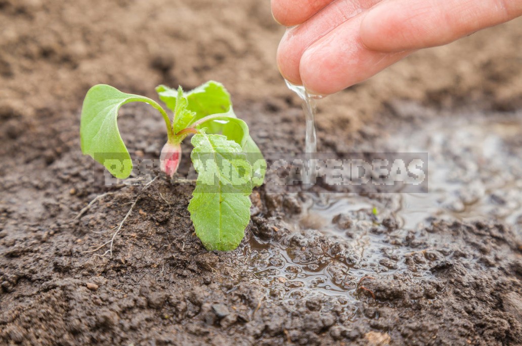 How To Grow Large Radishes: Soil Preparation, Watering And Fertilizing