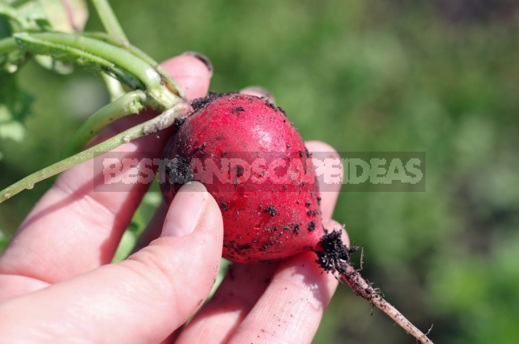 How To Grow Large Radishes: Soil Preparation, Watering And Fertilizing