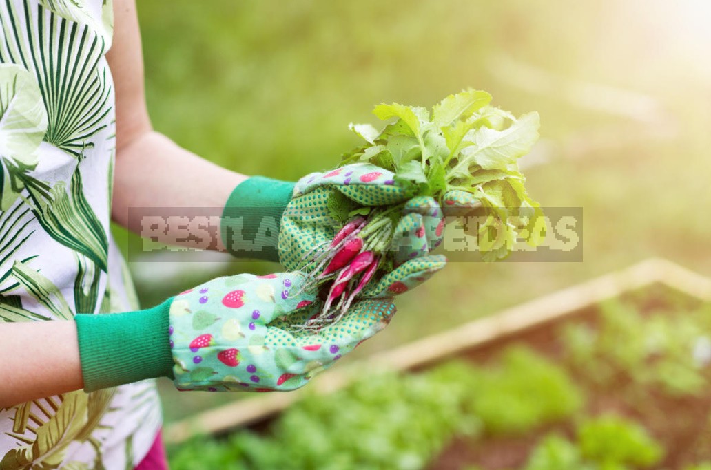 How To Grow Large Radishes: Soil Preparation, Watering And Fertilizing