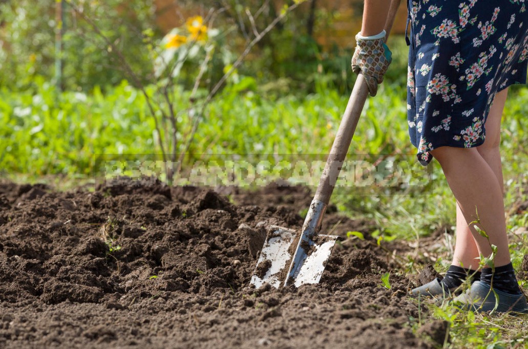 How To Grow Large Radishes: Soil Preparation, Watering And Fertilizing