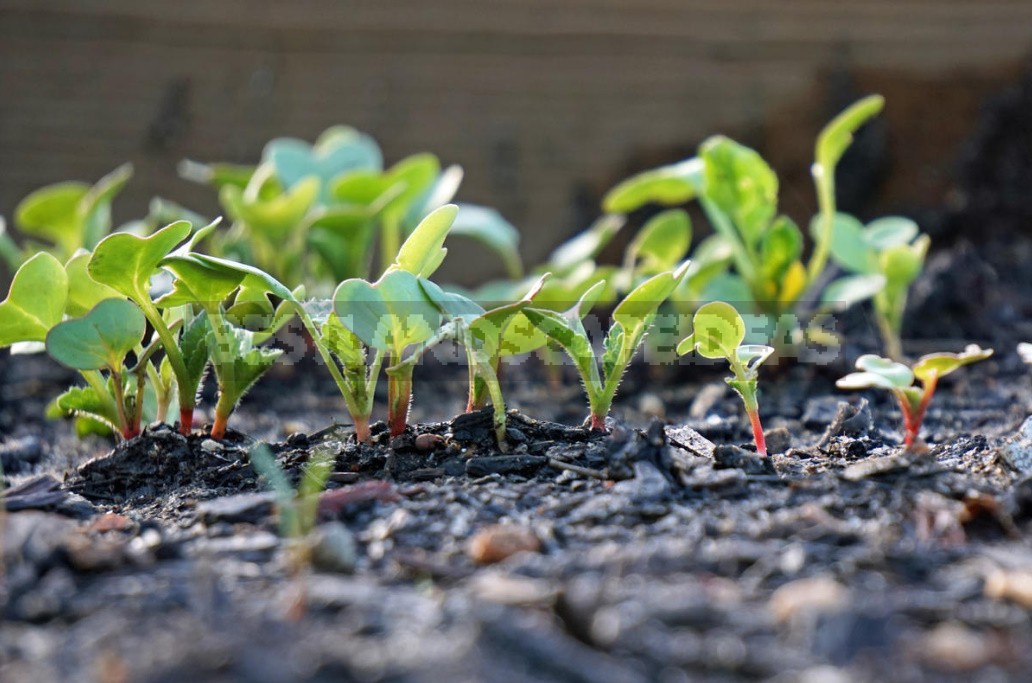 How To Grow Large Radishes: Soil Preparation, Watering And Fertilizing