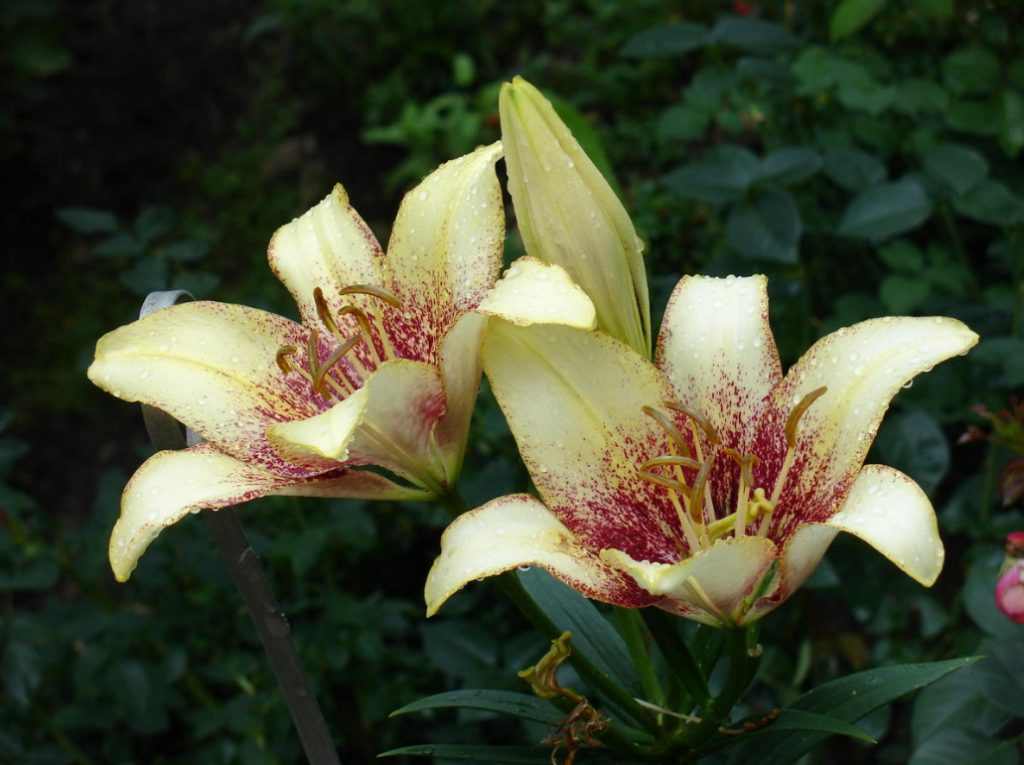 In The Kingdom Of Lilies: Features Of Interspecific Hybrids (Part 1)
