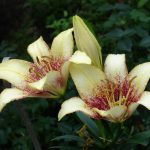 In The Kingdom Of Lilies: Features Of Interspecific Hybrids (Part 2)