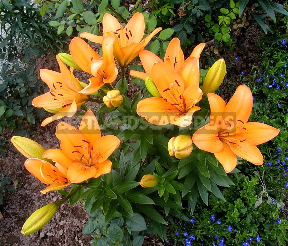 In The Kingdom Of Lilies: Features Of Interspecific Hybrids (Part 1)