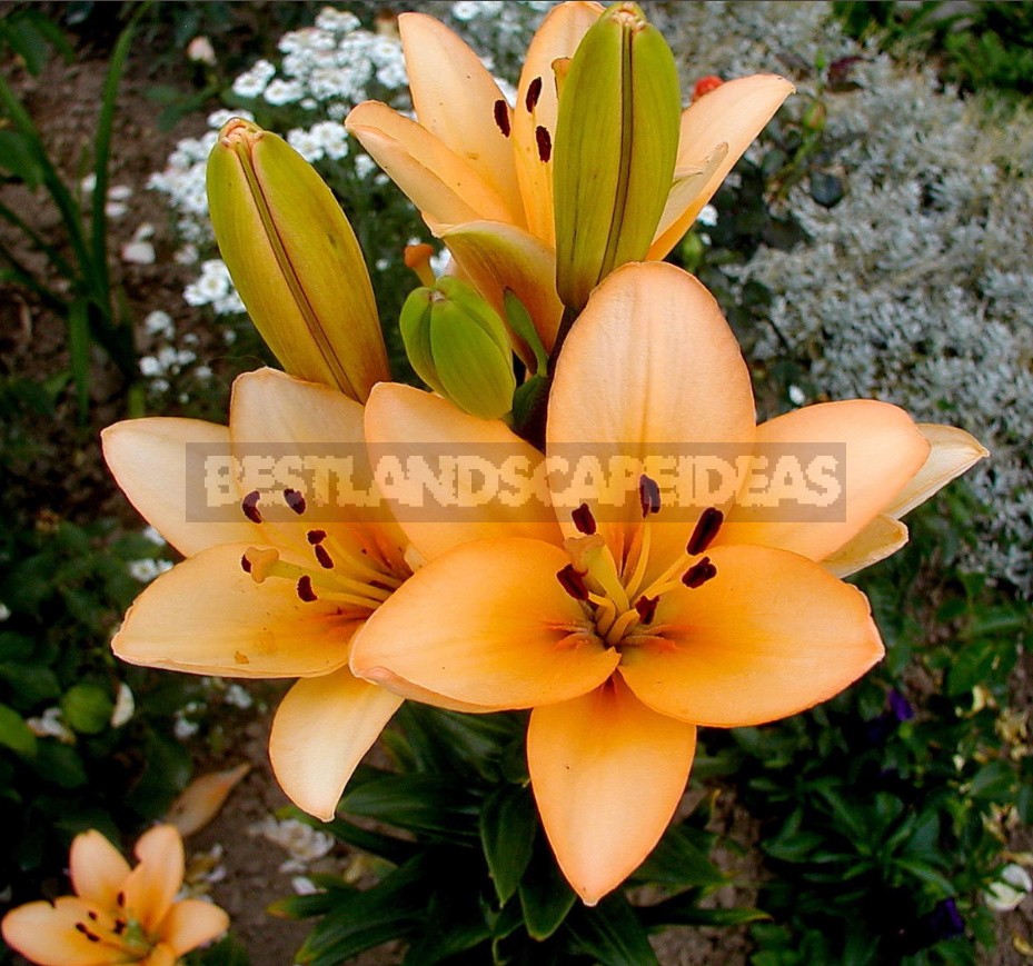 In The Kingdom Of Lilies: Features Of Interspecific Hybrids (Part 1)