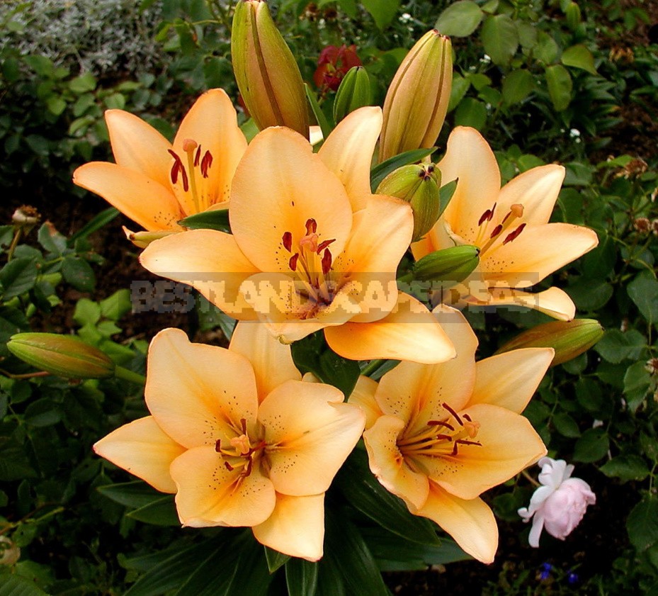 In The Kingdom Of Lilies: Features Of Interspecific Hybrids (Part 1)