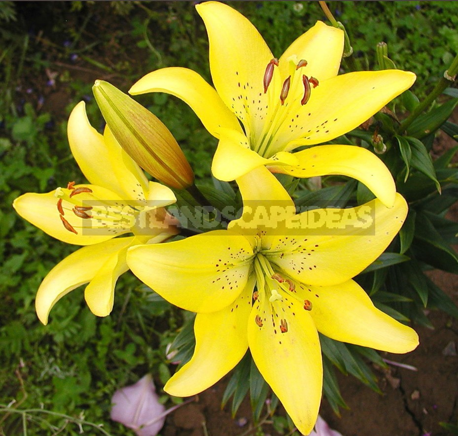 In The Kingdom Of Lilies: Features Of Interspecific Hybrids (Part 1)