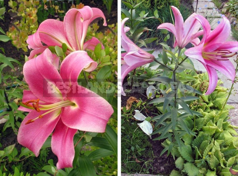 In The Kingdom Of Lilies: Features Of Interspecific Hybrids (Part 1)