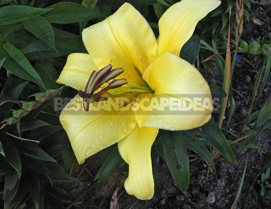 In The Kingdom Of Lilies: Features Of Interspecific Hybrids (Part 1)