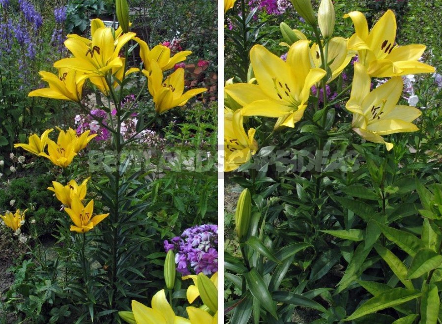 In The Kingdom Of Lilies: Features Of Interspecific Hybrids (Part 1)