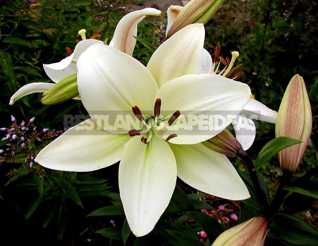 In The Kingdom Of Lilies: Features Of Interspecific Hybrids (Part 1)