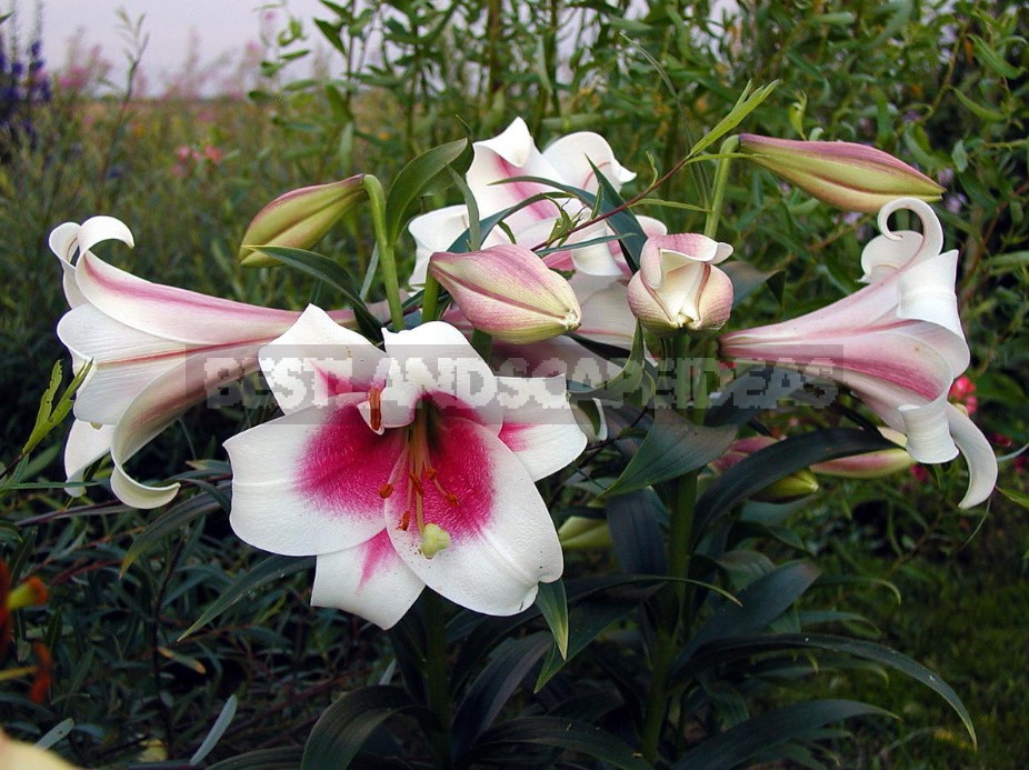 In The Kingdom Of Lilies: Features Of Interspecific Hybrids (Part 2)