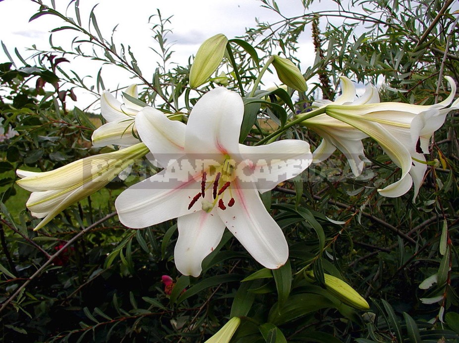 In The Kingdom Of Lilies: Features Of Interspecific Hybrids (Part 2)