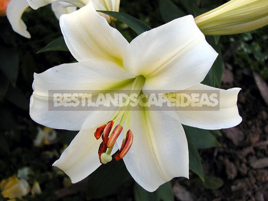 In The Kingdom Of Lilies: Features Of Interspecific Hybrids (Part 2)