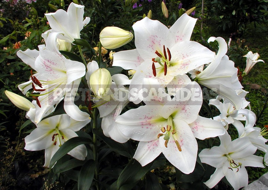 In The Kingdom Of Lilies: Features Of Interspecific Hybrids (Part 2)