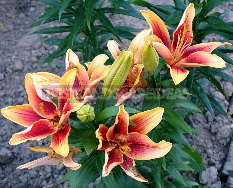 In The Kingdom Of Lilies: Features Of Interspecific Hybrids (Part 2)