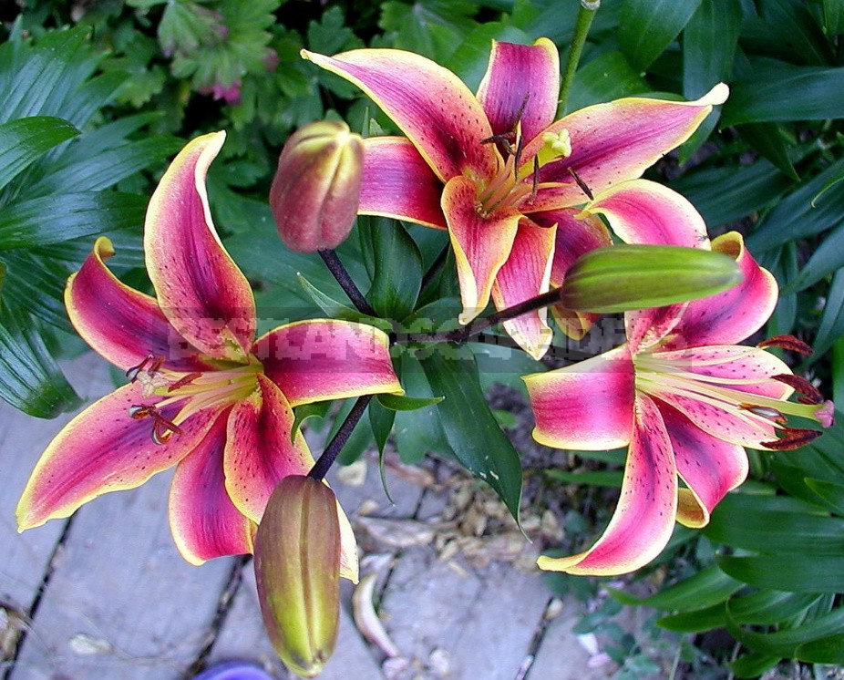 In The Kingdom Of Lilies: Features Of Interspecific Hybrids (Part 2)