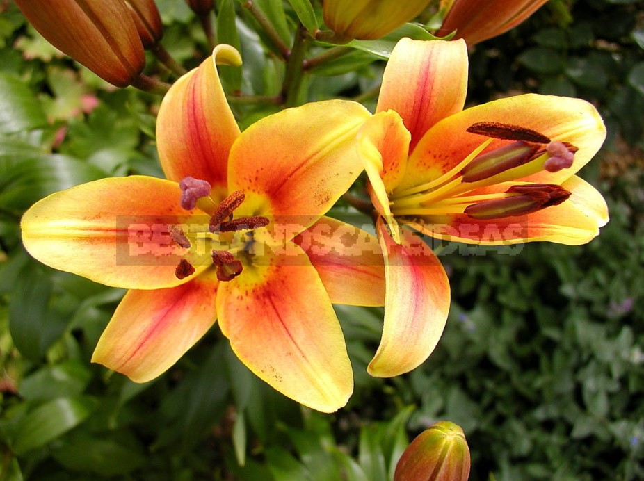 In The Kingdom Of Lilies: Features Of Interspecific Hybrids (Part 2)