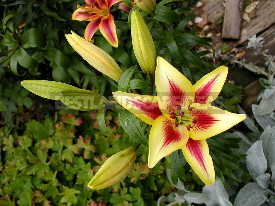 In The Kingdom Of Lilies: Features Of Interspecific Hybrids (Part 2)