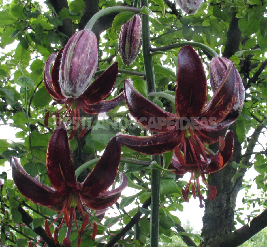 In The Kingdom Of Lilies: Features Of Interspecific Hybrids (Part 2)