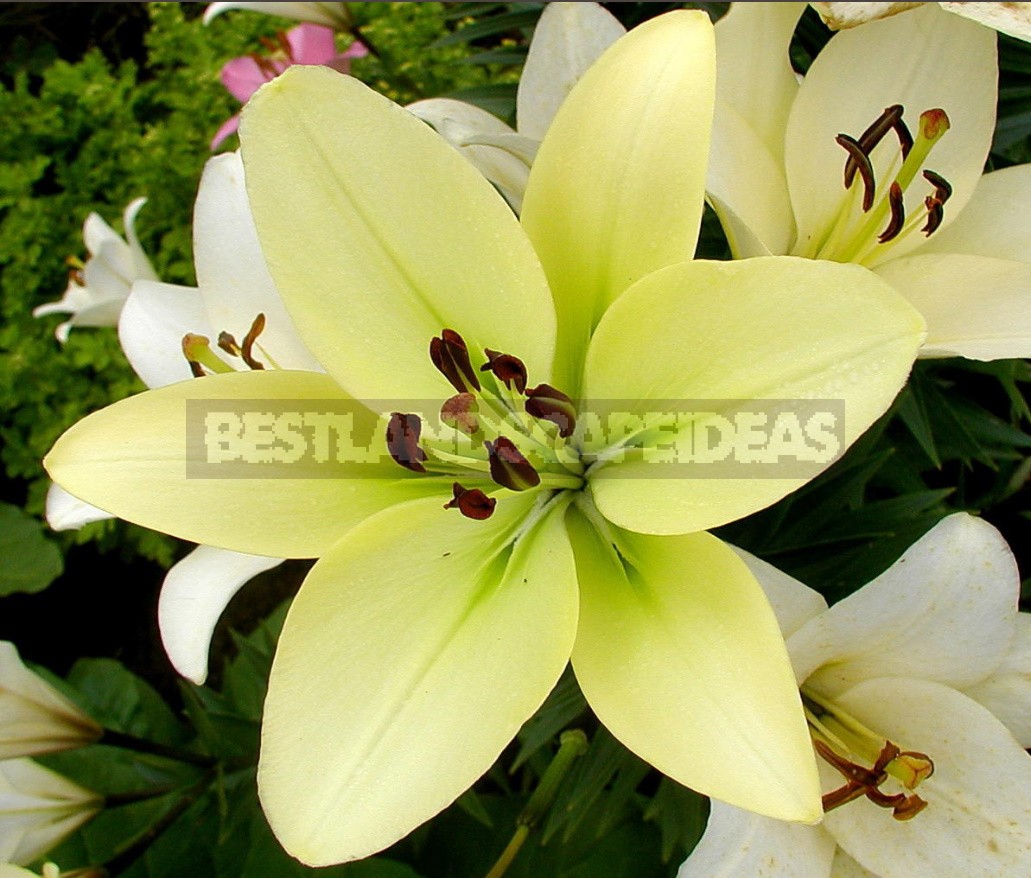 In The Kingdom Of Lilies: Features Of Interspecific Hybrids (Part 1)