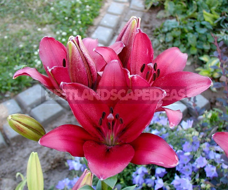 In The Kingdom Of Lilies: Features Of Interspecific Hybrids (Part 1)