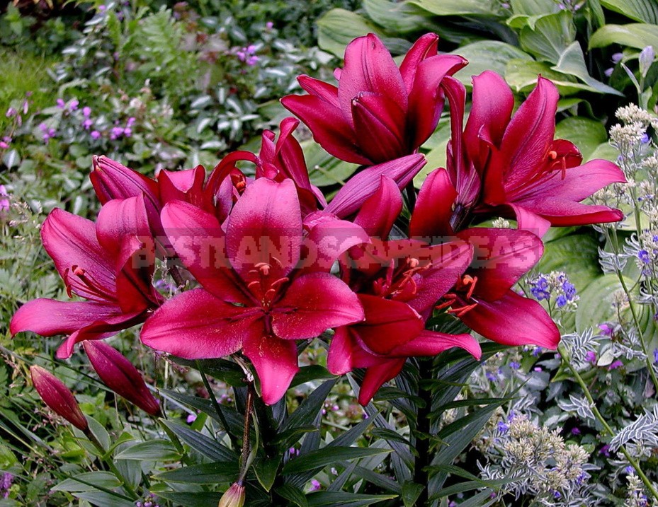 In The Kingdom Of Lilies: Features Of Interspecific Hybrids (Part 1)