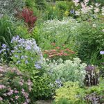 Man-Made Meadows: How To Create a Meadow Flower Garden From Perennials (Part 2)