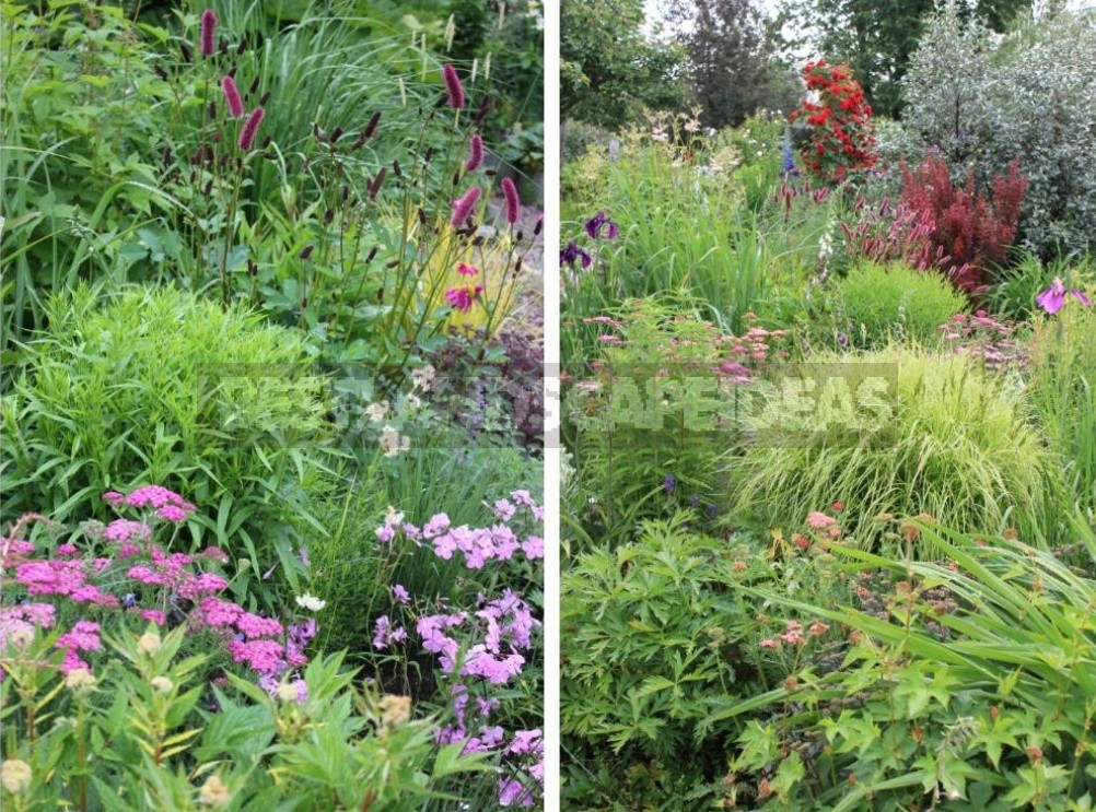 Man-Made Meadows: How To Create a Meadow Flower Garden From Perennials (Part 1)