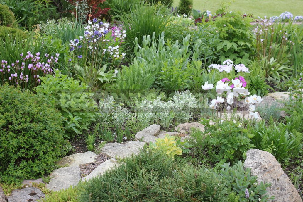 Man-Made Meadows: How To Create a Meadow Flower Garden From Perennials (Part 1)