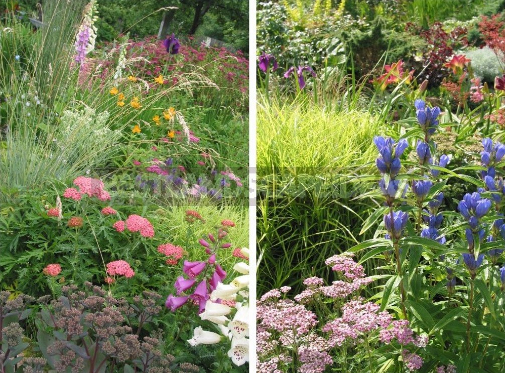 Man-Made Meadows: How To Create a Meadow Flower Garden From Perennials (Part 1)
