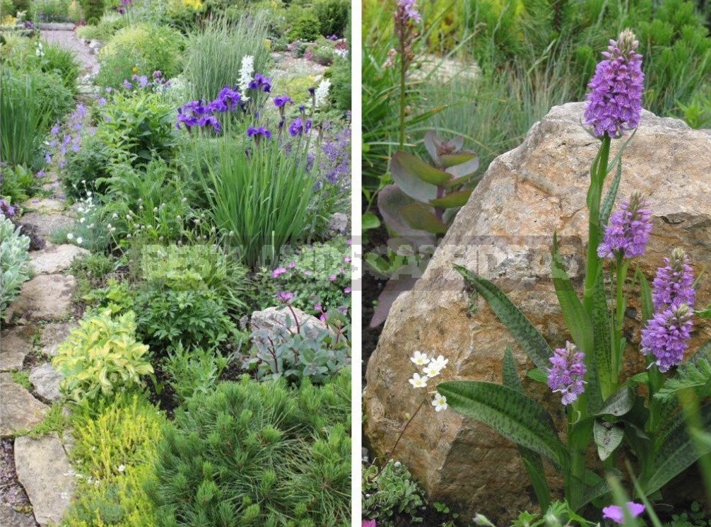 Man-Made Meadows: How To Create a Meadow Flower Garden From Perennials (Part 2)