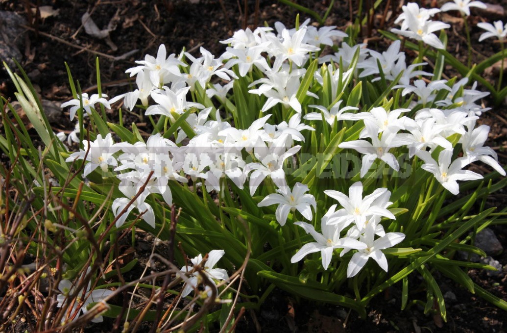 Man-Made Meadows: How To Create a Meadow Flower Garden From Perennials (Part 2)