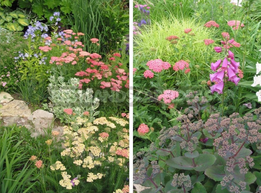 Man-Made Meadows: How To Create a Meadow Flower Garden From Perennials (Part 1)