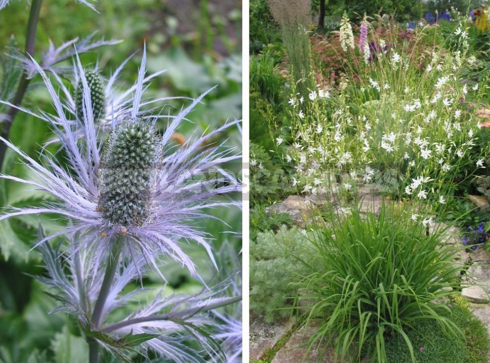 Man-Made Meadows: How To Create a Meadow Flower Garden From Perennials (Part 2)