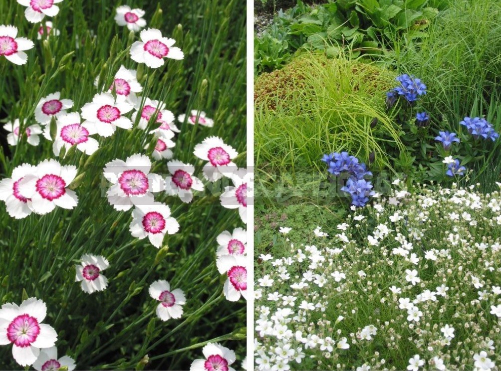 Man-Made Meadows: How To Create a Meadow Flower Garden From Perennials (Part 2)