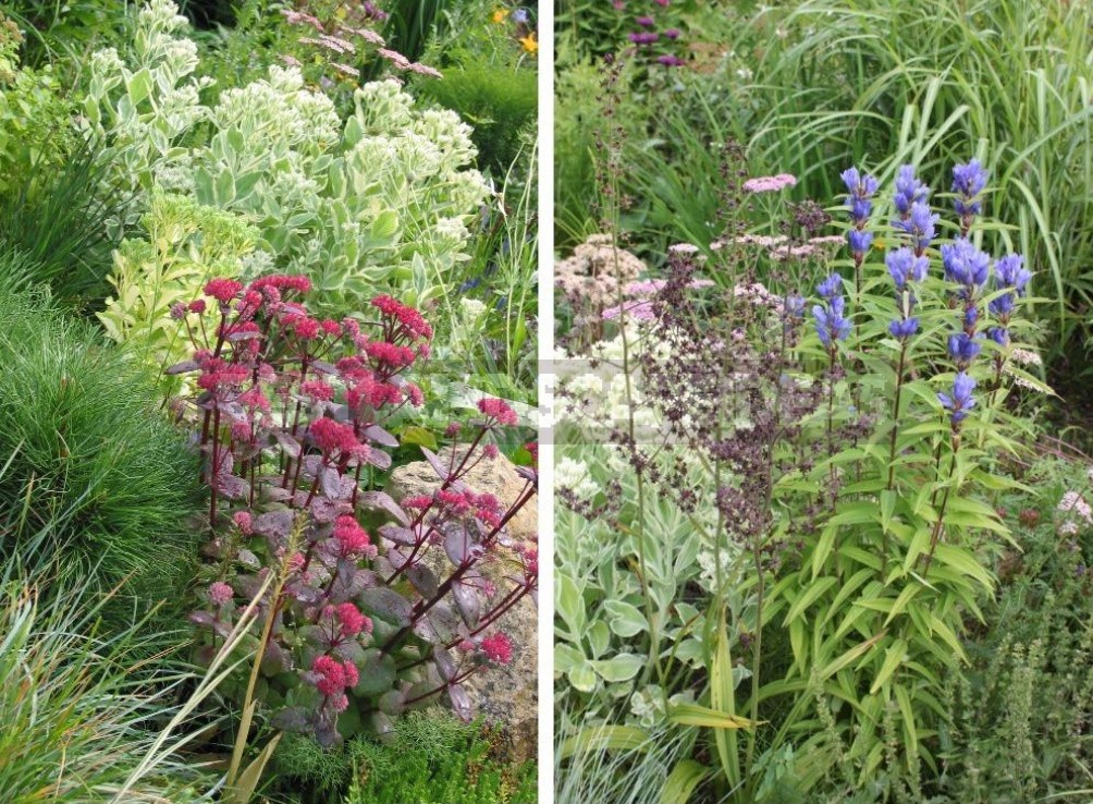 Man-Made Meadows: How To Create a Meadow Flower Garden From Perennials (Part 2)