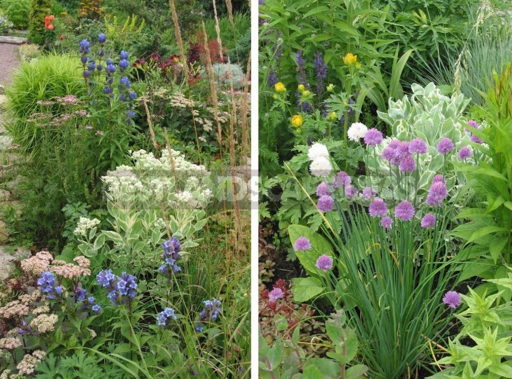 Man-Made Meadows: How To Create a Meadow Flower Garden From Perennials (Part 1)