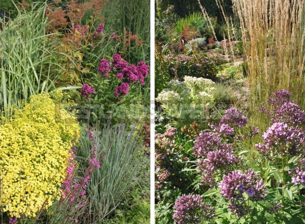 Man-Made Meadows: How To Create a Meadow Flower Garden From Perennials (Part 2)