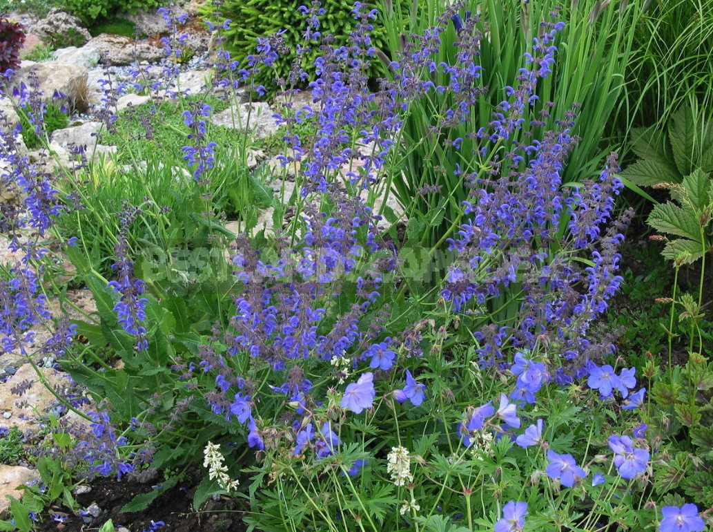 Man-Made Meadows: How To Create a Meadow Flower Garden From Perennials (Part 2)