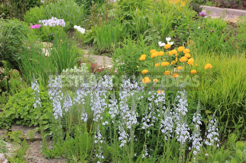 Man-Made Meadows: How To Create a Meadow Flower Garden From Perennials (Part 1)