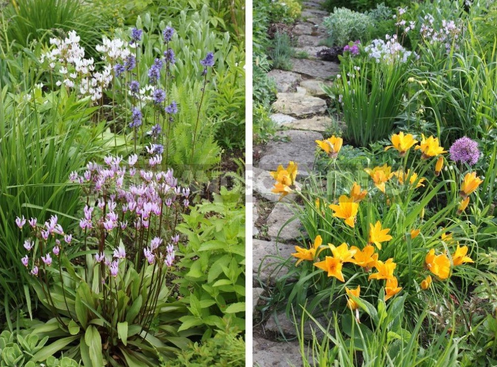 Man-Made Meadows: How To Create a Meadow Flower Garden From Perennials (Part 1)