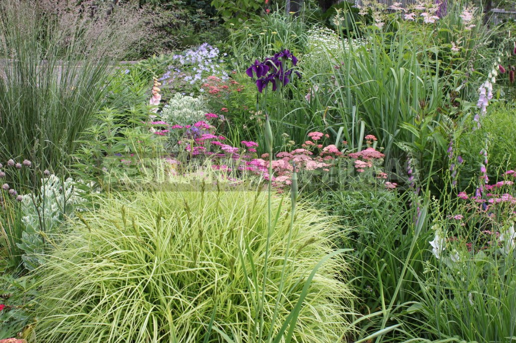 Man-Made Meadows: How To Create a Meadow Flower Garden From Perennials (Part 1)